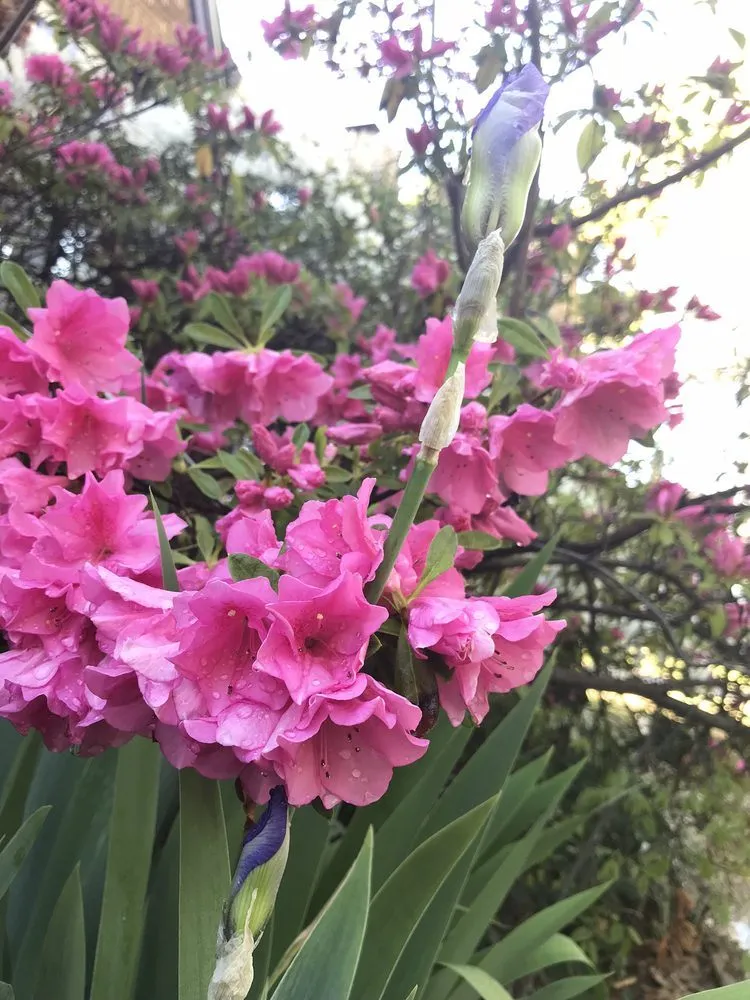 Custom residential landscaping for beautiful yards across Tulsa, OK - Quality Cuts Lawn Care