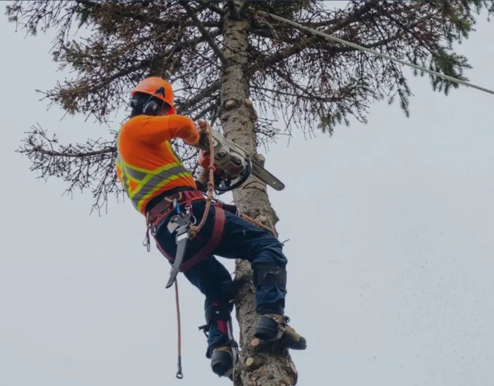 Trusted lawn care service experts serving Bellaire, TX - Quality Design