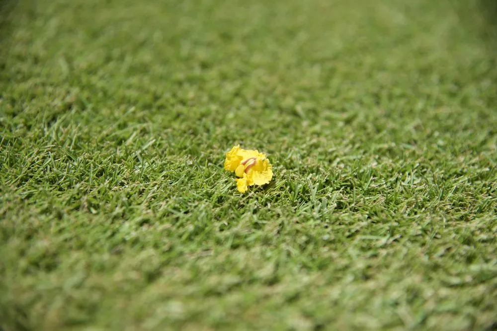 Professional lawn care service for beautiful yards in Orlando, FL by Quality First Lawn & Shrub Care