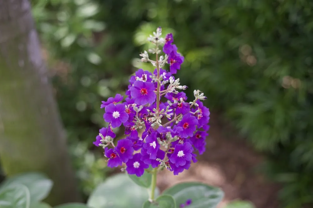 Local landscape installation in Orlando, FL - Quality First Lawn & Shrub Care