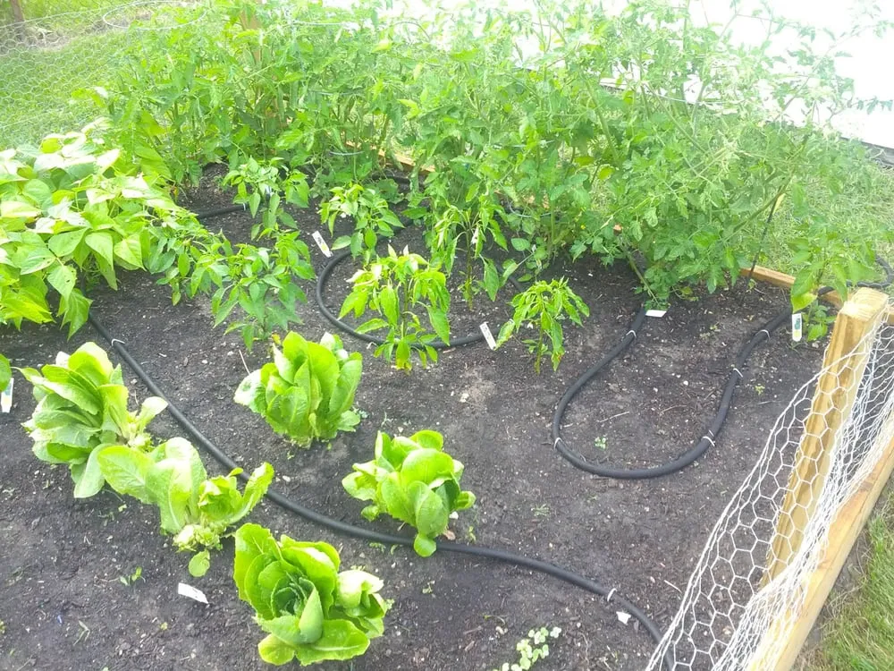 Professional lawn care service for homes in Warren, MI by Quality Gardens and Landscapes