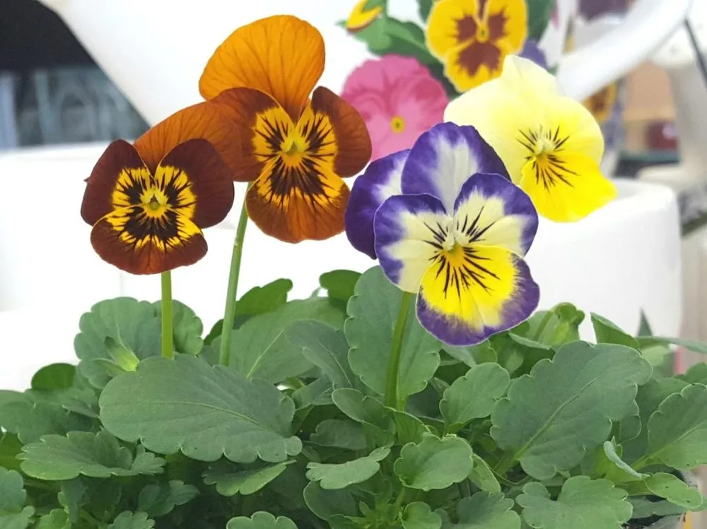 Top-rated landscaping services in Valencia, PA by Quality Gardens