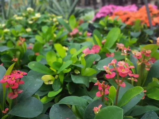 Quality Gardens