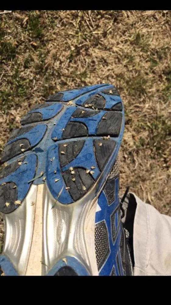 Reliable lawn mowing service for beautiful yards in Merkel, TX by Quality Grass Guys