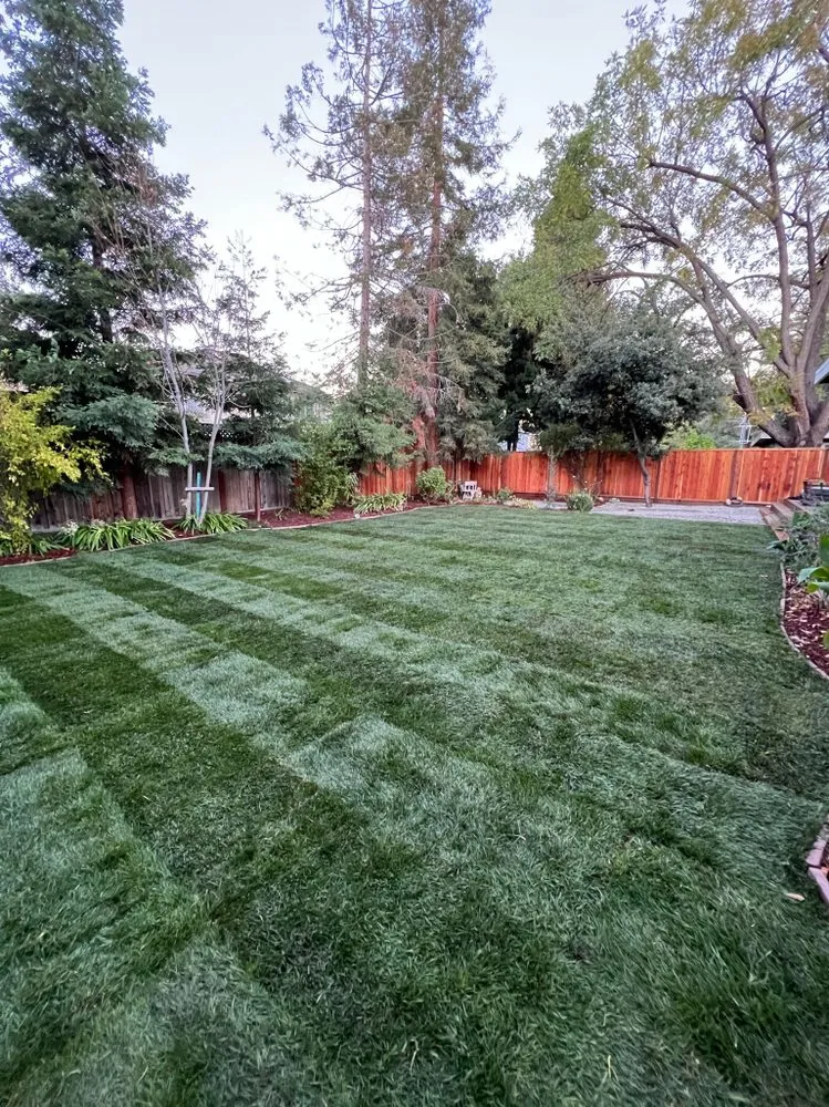 Reliable yard maintenance in Los Altos, CA by Quality Green