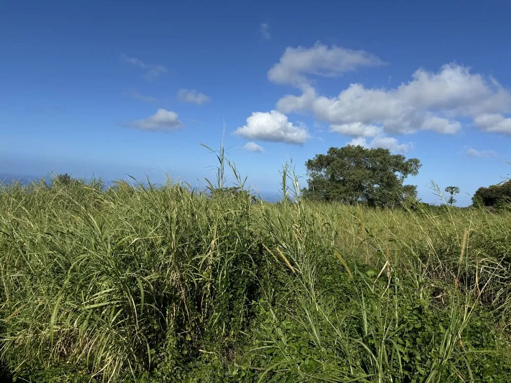 Professional garden landscaping experts serving Kalaoa, HI - Quality Hawaiian Landscape