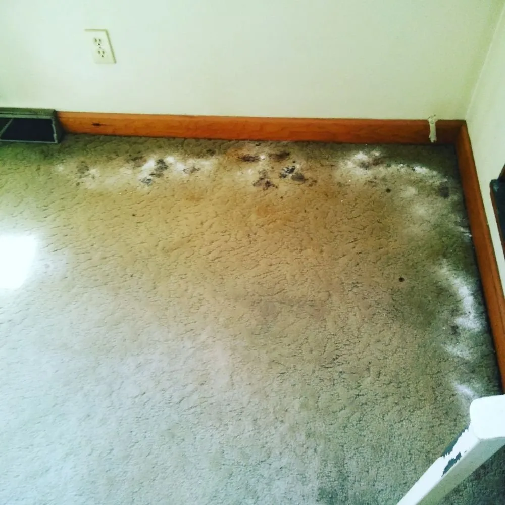 Reliable landscape installation in Hampton, VA - Quality Home Cleaners