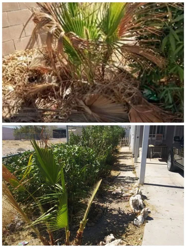 Top-rated residential landscaping in Fort Mohave, AZ - Quality Home Services for Cheap