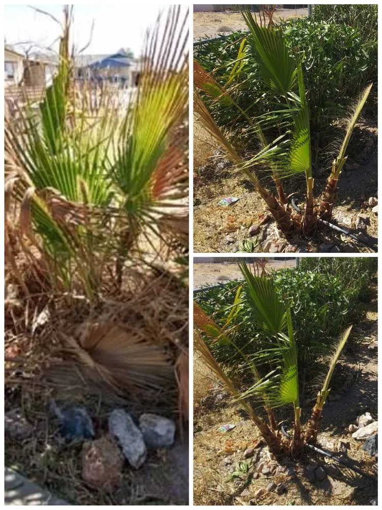 Reliable yard cleanup service experts serving Fort Mohave, AZ - Quality Home Services for Cheap