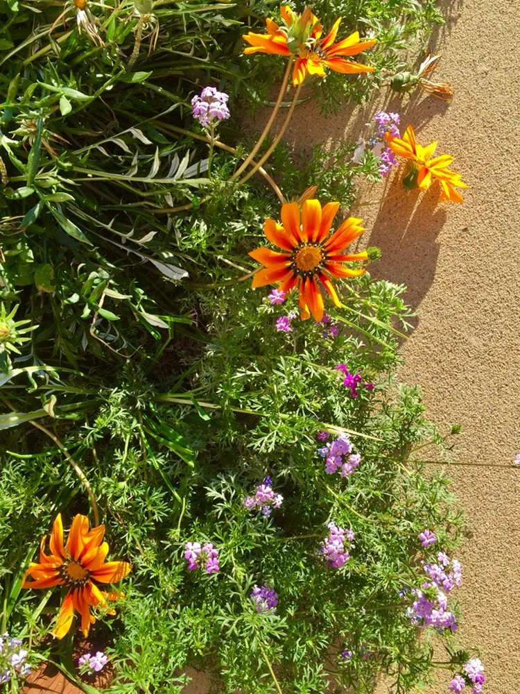 Top-rated landscape installation in Ramona, CA by Quality Hydroseeding & Restoration