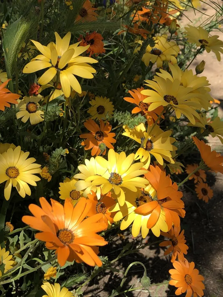 Professional residential landscaping in Ramona, CA by Quality Hydroseeding & Restoration