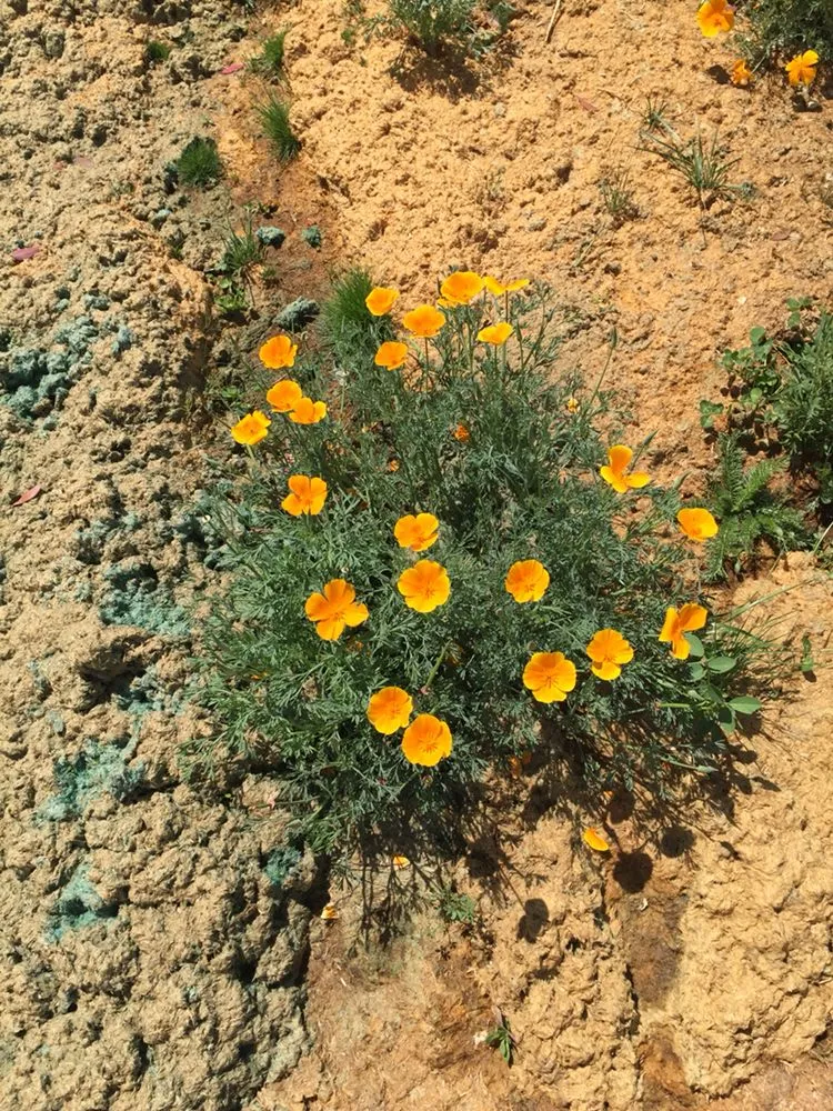 Expert yard cleanup service with custom design across Ramona, CA - Quality Hydroseeding & Restoration