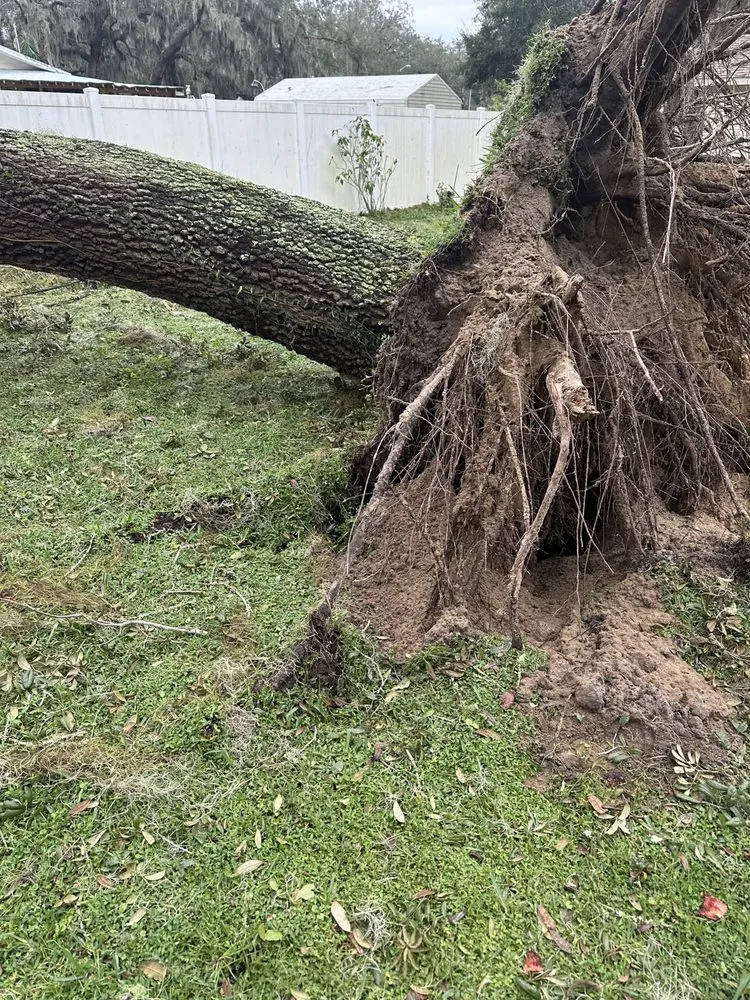 Trusted landscape design for outdoor upgrades across Belleview, FL - Quality Improvement Consultants