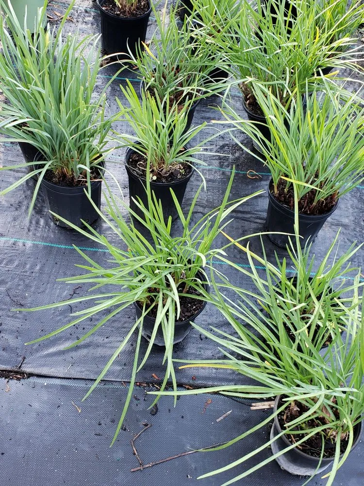 Local landscape installation for beautiful yards across Englewood, FL - Quality Landscape