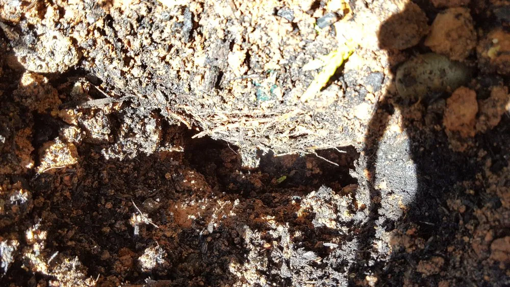 Expert lawn mowing service for outdoor upgrades in Rancho Cordova, CA by Quality Landscape