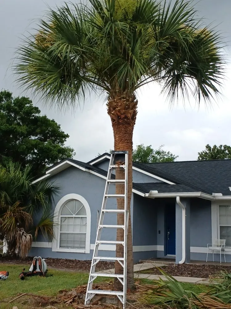 Affordable residential landscaping in BVL, FL by Quality Landscape Tech's