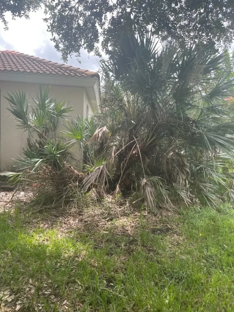 Local yard cleanup service near you across BVL, FL - Quality Landscape Tech's