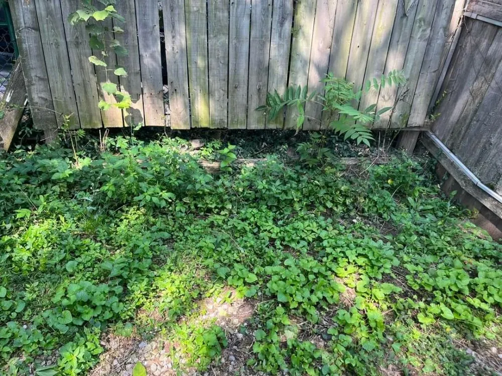 Expert lawn mowing service experts serving Granite City, IL - Quality Landscapes