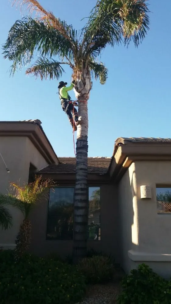 Local yard maintenance in Phoenix, AZ - Quality Landscaping & Yard Cleaning