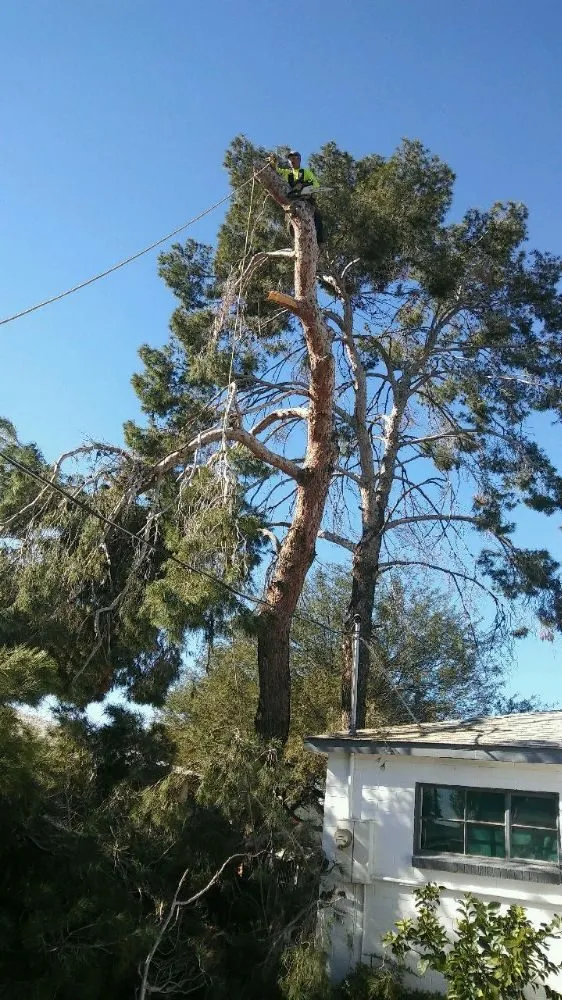 Affordable landscaping services for outdoor upgrades in Phoenix, AZ by Quality Landscaping & Yard Cleaning