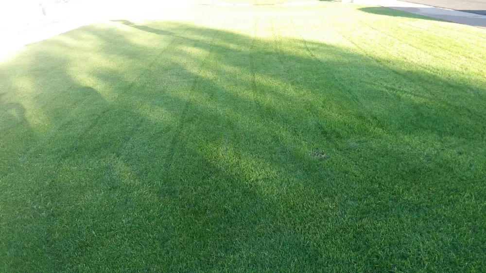 Expert landscaping services near you in Phoenix, AZ by Quality Landscaping & Yard Cleaning