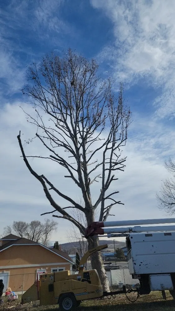 Expert lawn care service for beautiful yards across Richland, WA - Quality Landscaping Maintenance