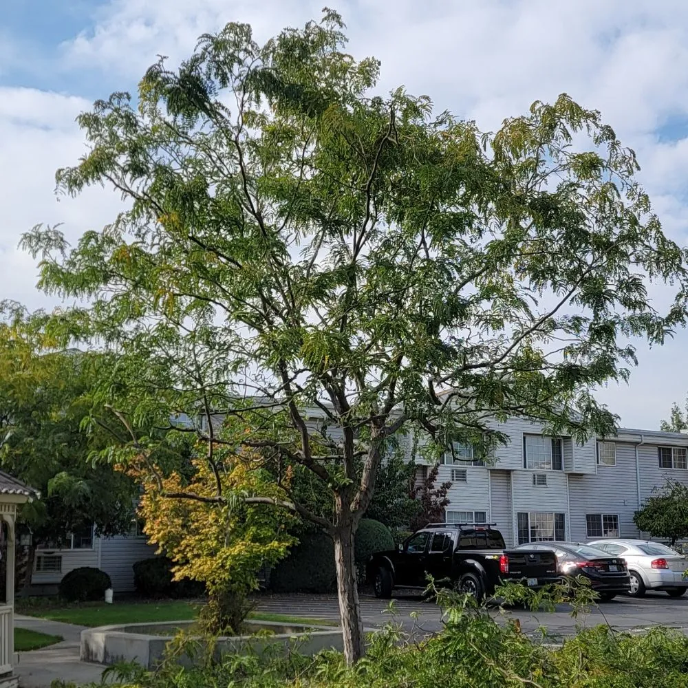 Custom landscaping services in Richland, WA - Quality Landscaping Maintenance