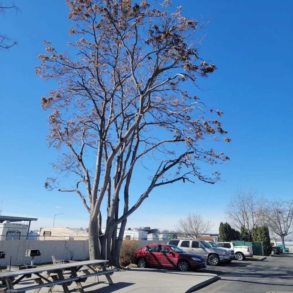 Expert outdoor landscaping for outdoor upgrades across Richland, WA - Quality Landscaping Maintenance