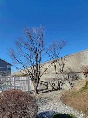 Quality Landscaping Maintenance Logo