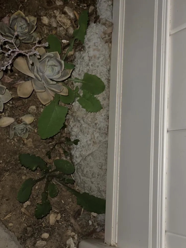 Trusted landscaping services experts serving Moreno Valley, CA - Quality Landscaping