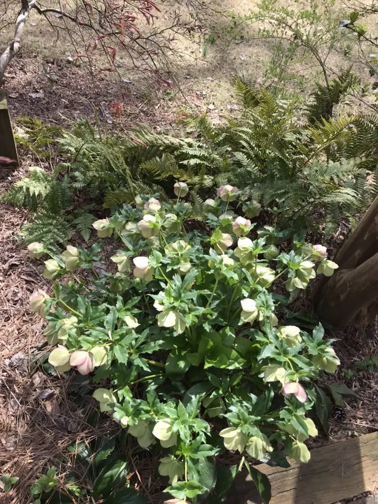 Trusted landscaping services for homes across Acworth, GA - Quality Landscaping Services