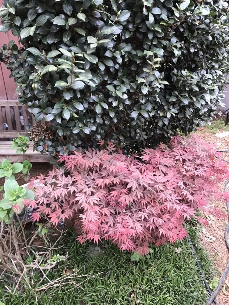 Affordable landscape installation in Acworth, GA - Quality Landscaping Services