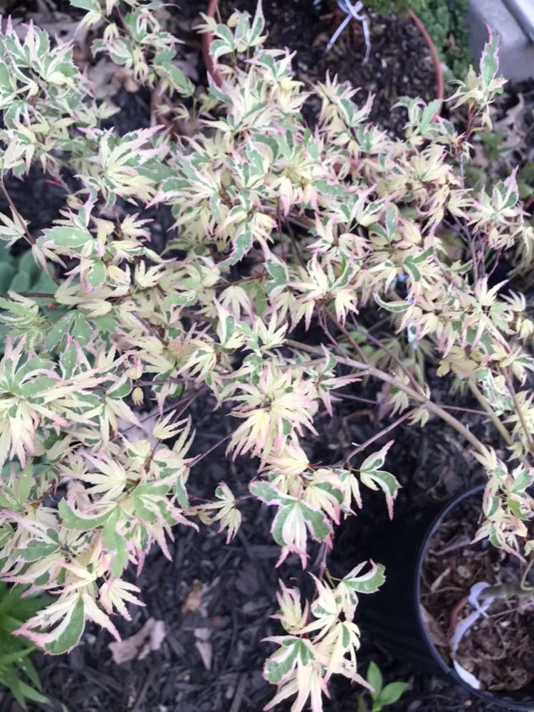 Local yard maintenance near you across Acworth, GA - Quality Landscaping Services