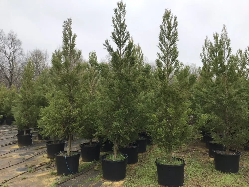 Affordable yard cleanup service in Acworth, GA - Quality Landscaping Services