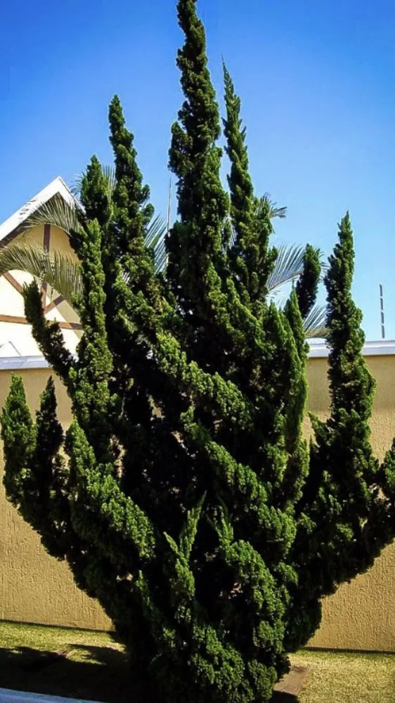 Affordable lawn mowing service in Acworth, GA by Quality Landscaping Services