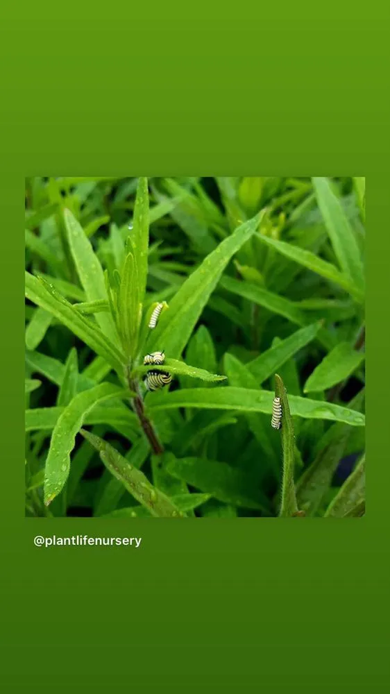 Trusted lawn mowing service in Acworth, GA - Quality Landscaping Services