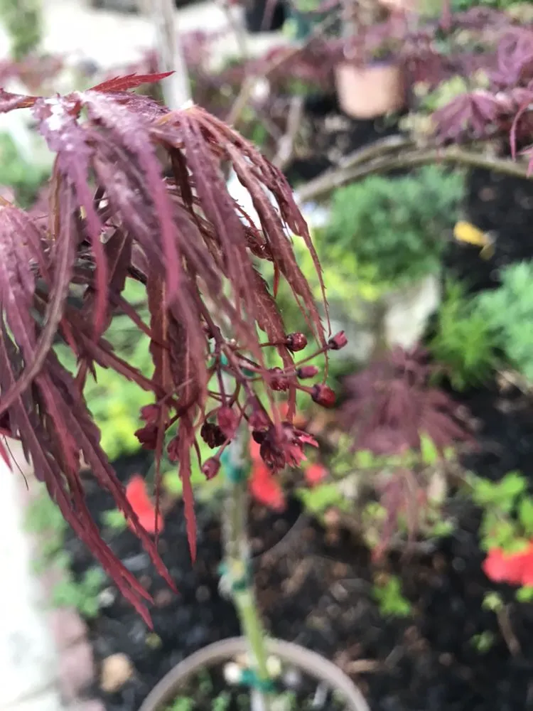 Trusted yard maintenance near you across Acworth, GA - Quality Landscaping Services