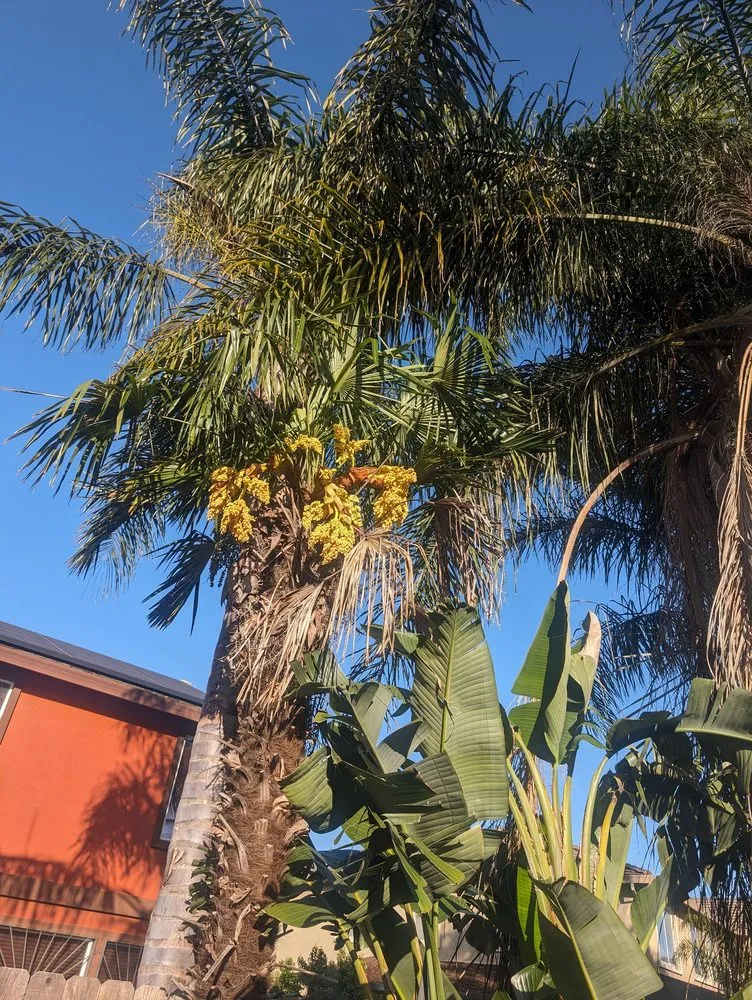 Affordable yard maintenance near you in Stockton, CA by Quality Lawn and Tree Care