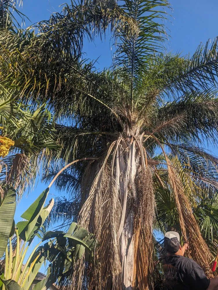 Custom residential landscaping in Stockton, CA by Quality Lawn and Tree Care