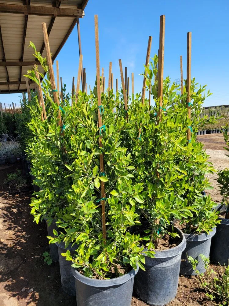 Affordable garden landscaping for beautiful yards across Muscoy, CA - Quality lawn care & Maintinance