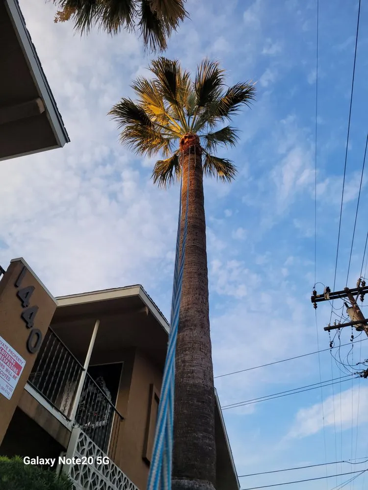 Custom yard cleanup service for outdoor upgrades in Muscoy, CA by Quality lawn care & Maintinance