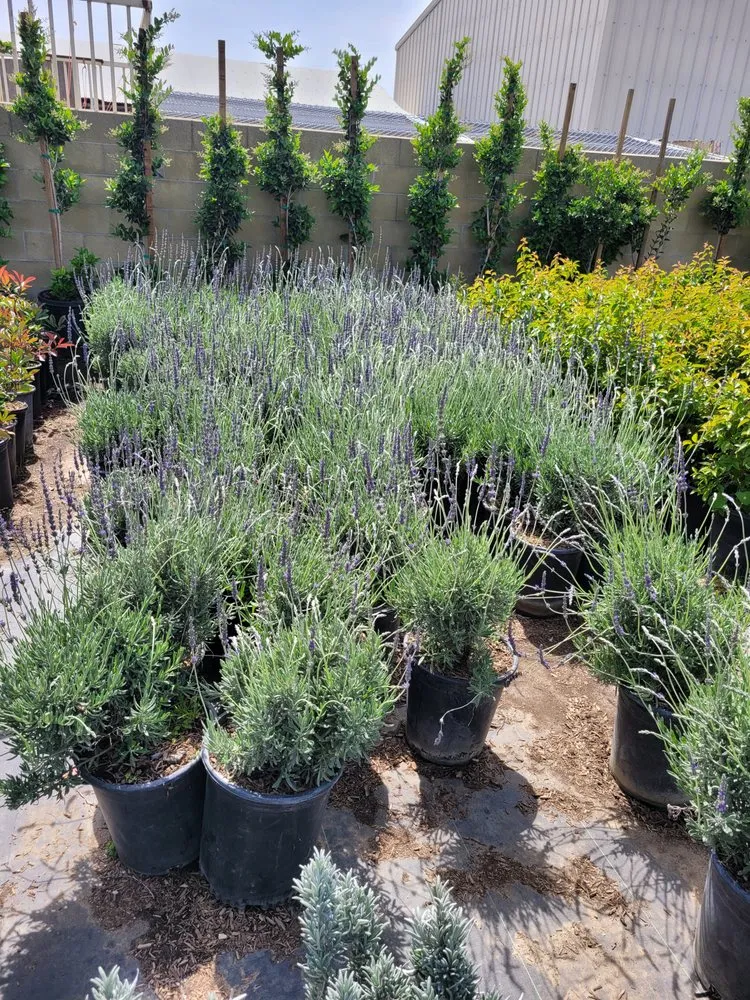 Top-rated yard cleanup service experts serving Muscoy, CA - Quality lawn care & Maintinance