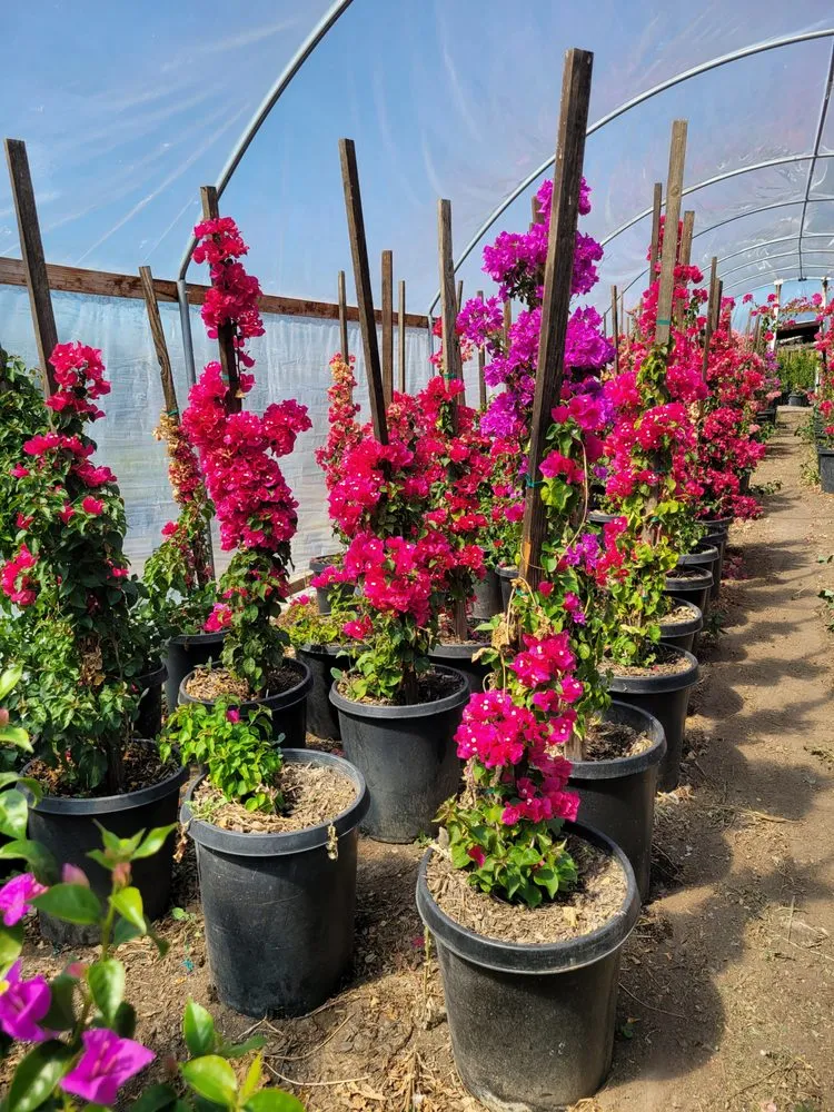 Reliable lawn mowing service near you across Muscoy, CA - Quality lawn care & Maintinance