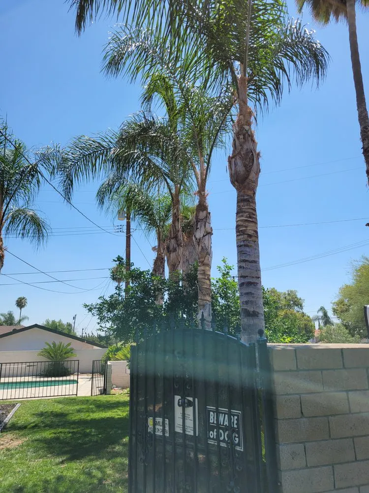 Reliable yard maintenance in Muscoy, CA by Quality lawn care & Maintinance