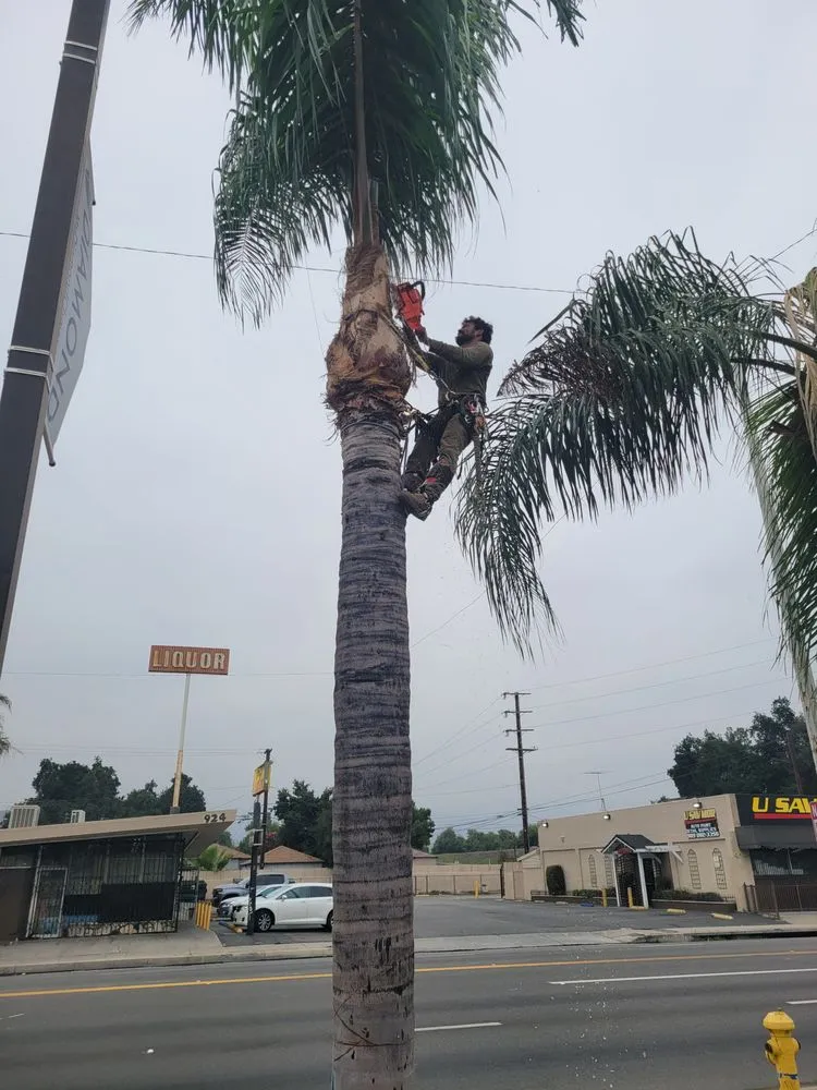 Trusted landscape installation in Muscoy, CA - Quality lawn care & Maintinance