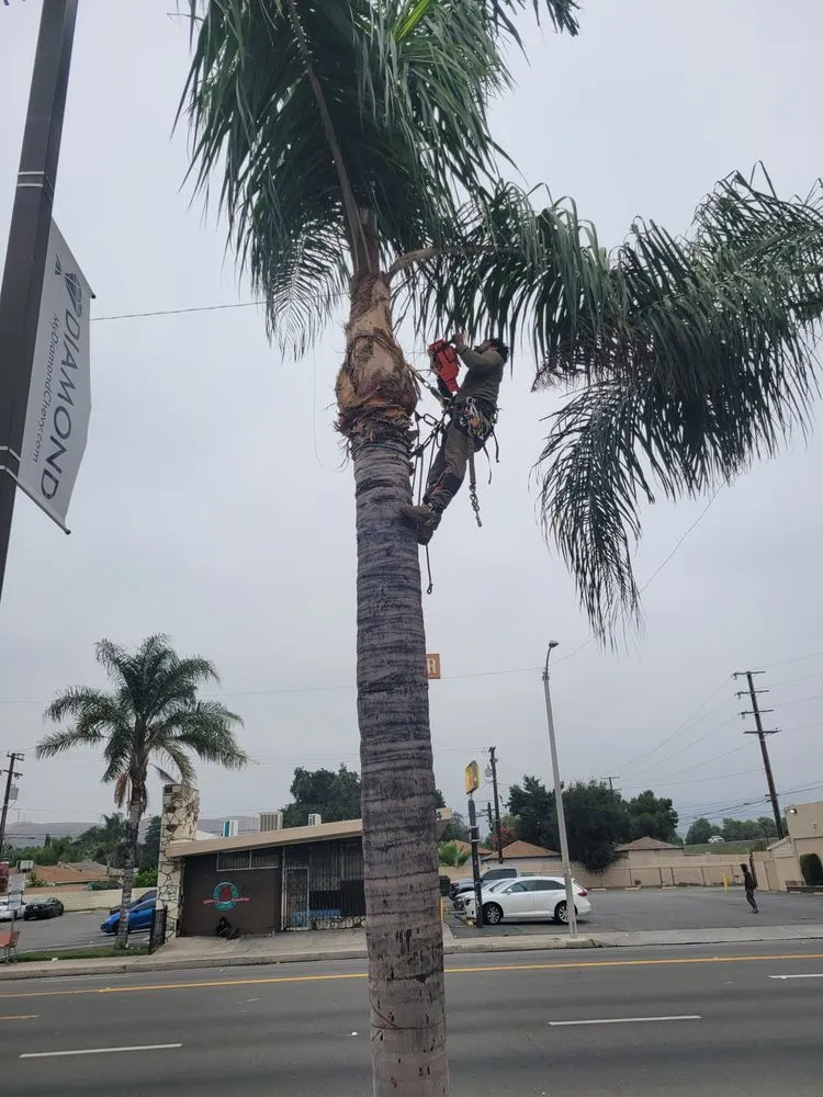 Local landscape installation in Muscoy, CA - Quality lawn care & Maintinance