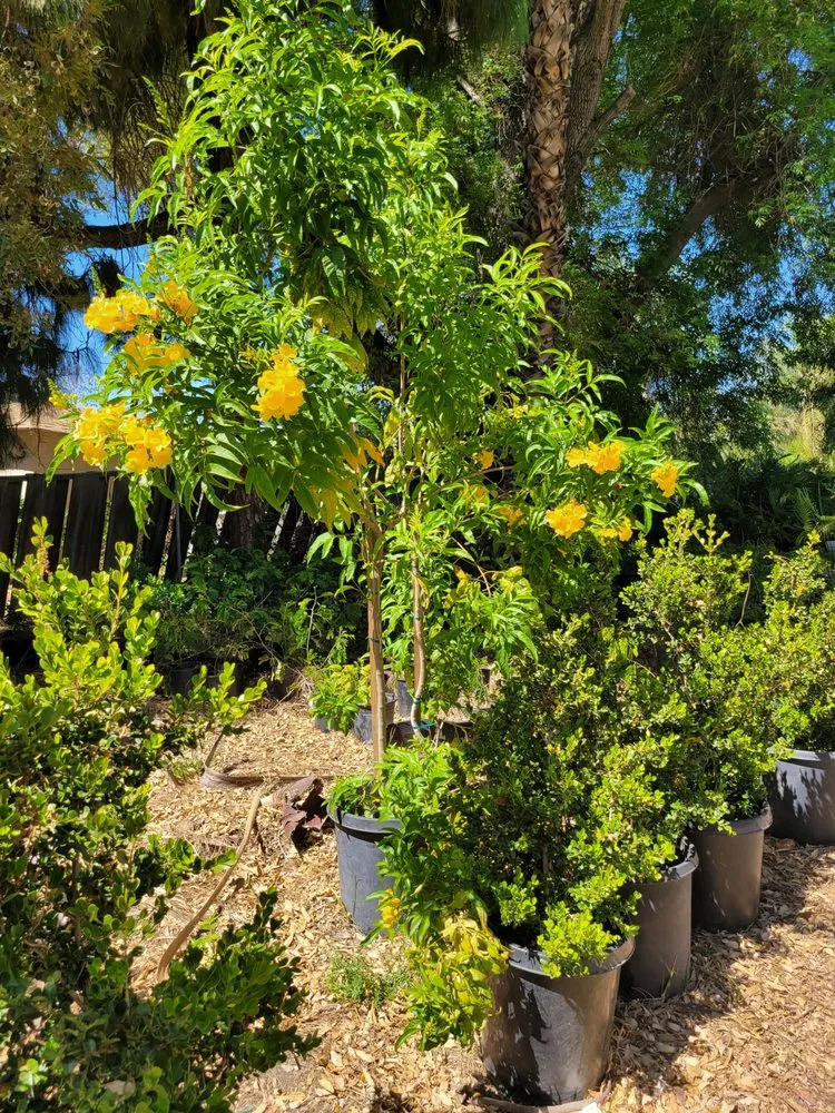 Top-rated landscaping services for homes in Muscoy, CA by Quality lawn care & Maintinance