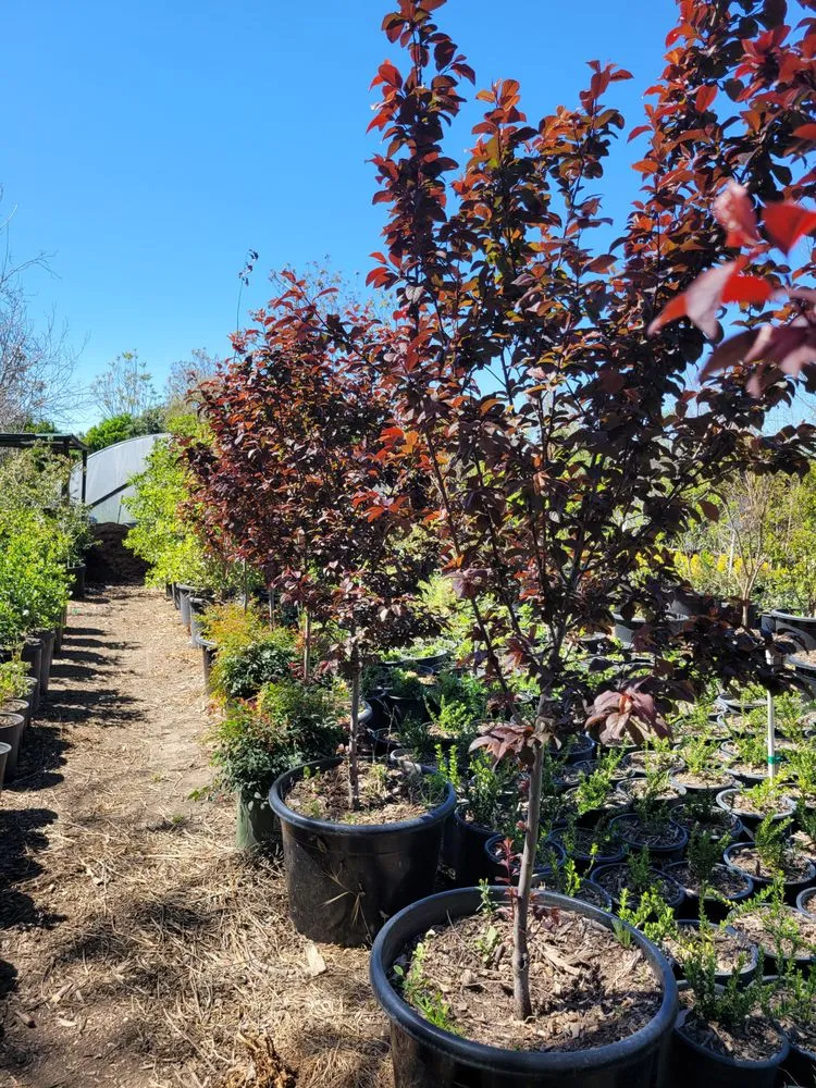 Affordable lawn mowing service experts serving Muscoy, CA - Quality lawn care & Maintinance