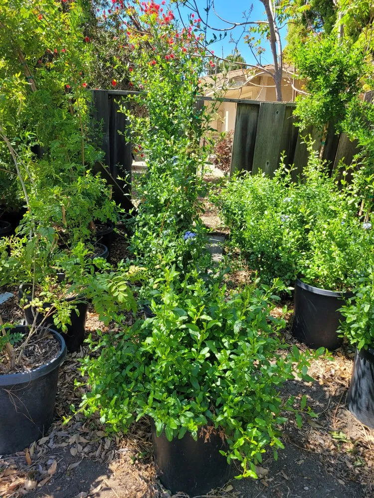 Affordable yard maintenance in Muscoy, CA - Quality lawn care & Maintinance