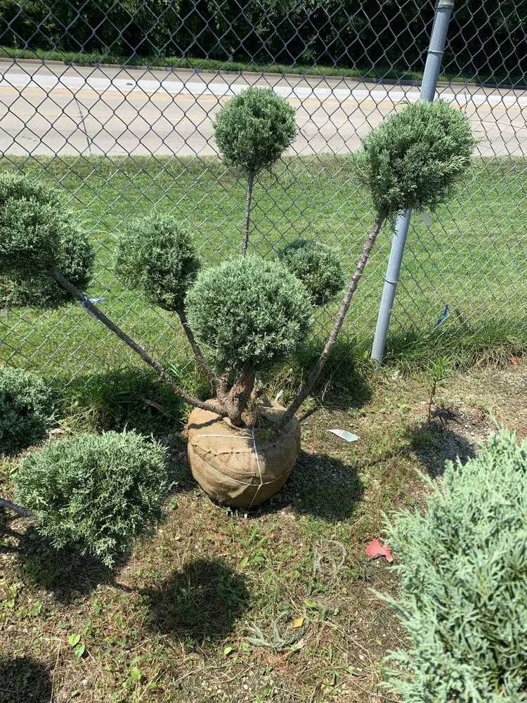 Trusted yard maintenance in Hammond, IN - Quality Lawn Care